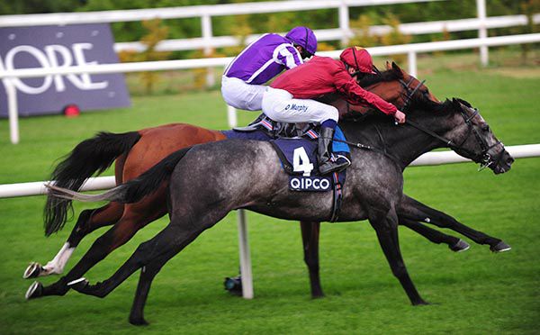 Roaring Lion and Saxon Warrior go toe-to-toe at Leopardstown