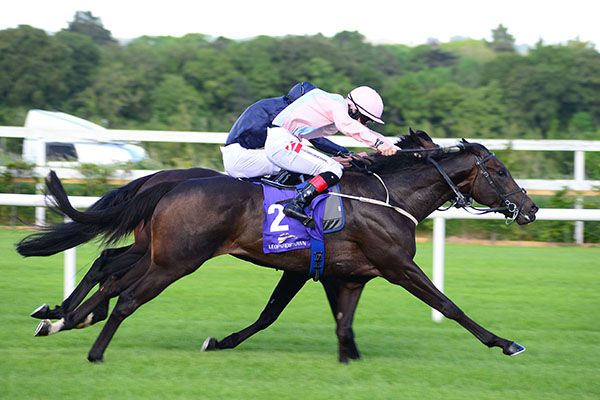 Basic Law (nearside) completing a hat-trick at Leopardstown last time