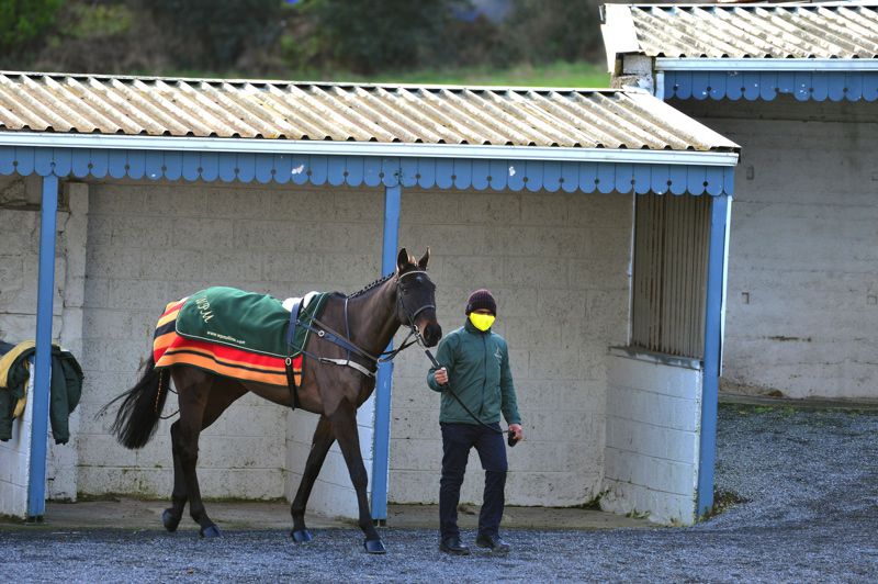 Al Boum Photo in the stable yard at Tramore. He is one of 17 Irish trained horses entered in Gold Cup