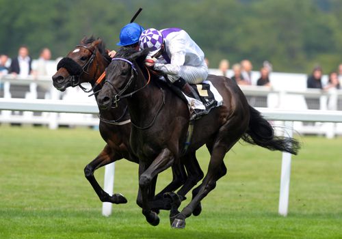 Banimpire winning the Ribblesdale Stakes at Royal Ascot this year