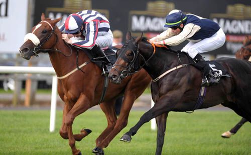 Sleepytimegirl holds off Le Rouge Alex at Down Royal but lost it in the steward's room