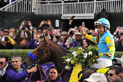 American Pharoah won the 2015 Breeders' Cup Classic