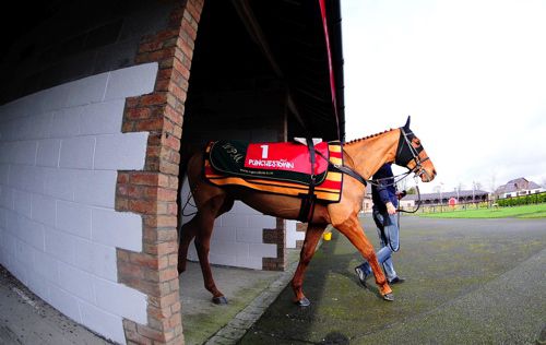 Annie Power, equipped with her hood