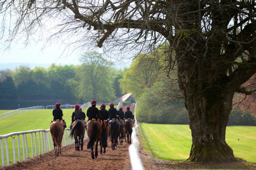 Horses exercising at Ballydoyle