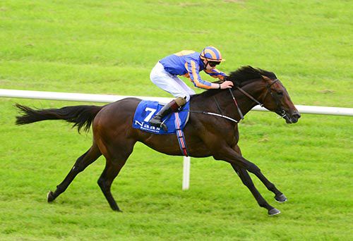 Whitecliffsofdover strides out well under Donnacha O'Brien