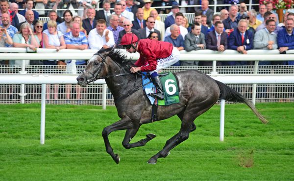 Roaring Lion at York