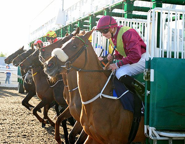 Runners break from the stalls with eventual winner Miss Snossyboots nearest