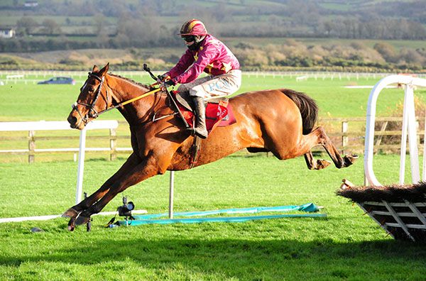 Holymacapony has been backed at Galway
