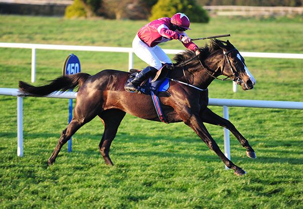 Three-time bumper winner Castra Vetera starts out over hurdles at Naas