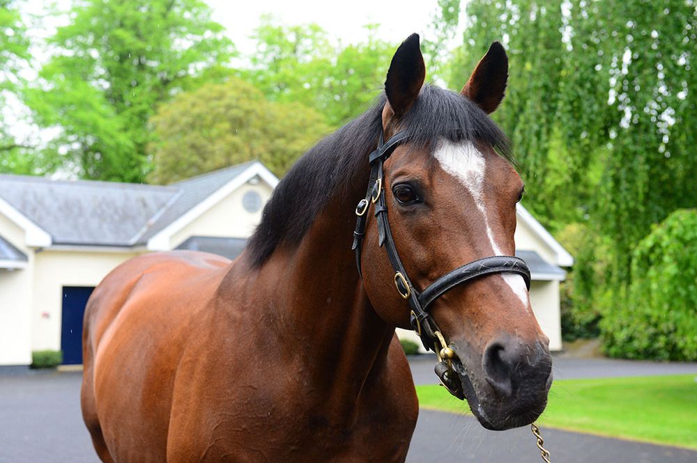 Galileo pictured at Coolmore Stud in 2018