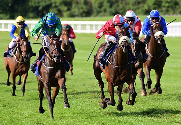 Jubatus, noseband, gets the better of Halcyon Dreams at the business end
