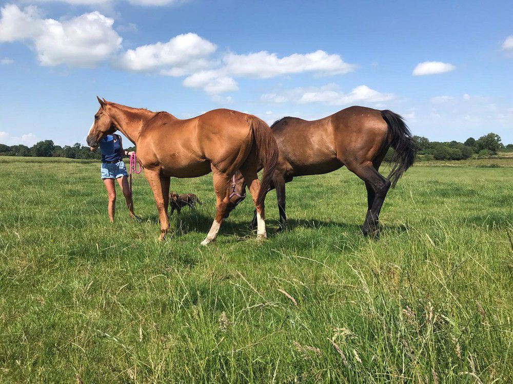 Twenty four-year-old Pasghetti Hoops and twenty-year-old Hearthstead Dream 