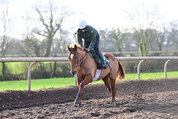 Closutton Stables 23 February 2023 STATEMAN pictured at Trainer WILLIE MULLINS Cheltenham Press Morning ahead of The 2022 Cheltenham Festival