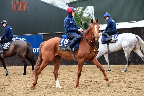 PIED PIPER and Sam Ewing at home