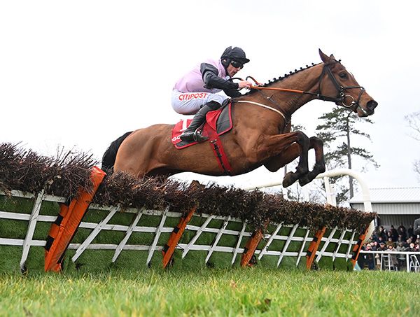 Cheltenham Festival Stayers' Hurdle favourite Teahupoo wins the Galmoy Hurdle at Gowran Park January 2023