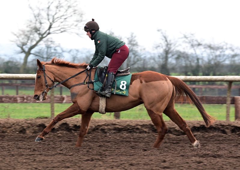 State Man ahead of the 2023 Champion Hurdle at the Cheltenham Festival