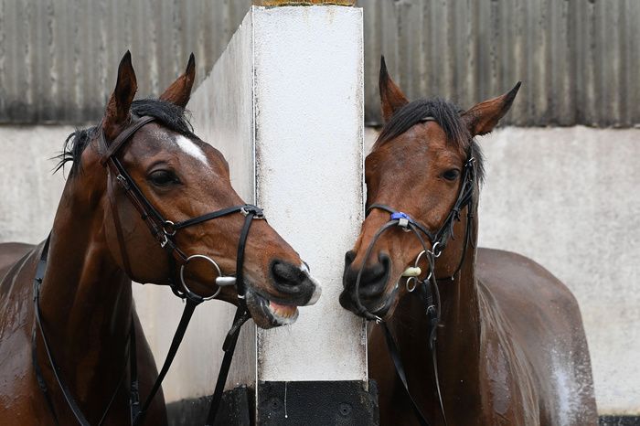 Teehupoo and Galvin are two leading hopes for Gordon Elliott this week