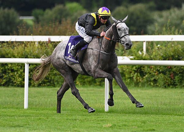 Pinot Gris and Gary Carroll winning at Leopardstown