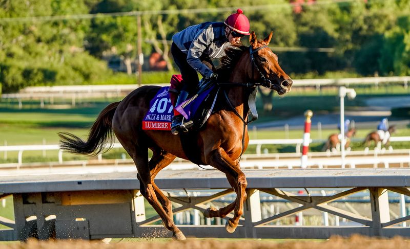 Lumiere Rock at morning exercise ahead of the Breeders Cup for trainer Joseph O Brien