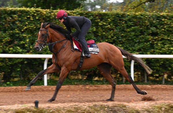 City Of Troy and Rachel Richardson during morning exercise on the Front Gallop at Ballydoyle Stables this morning