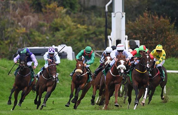 Trapalanda (white silks & noseband) 