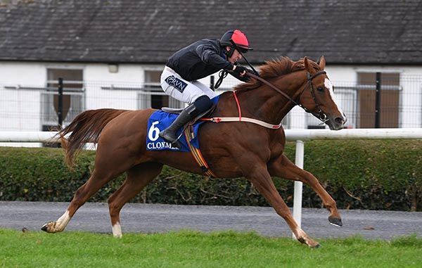 Quint Major is ridden out by Harry Swan